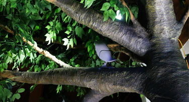 鳳棲梧桐，光臣智科鳥語系列LED投射燈實(shí)景應(yīng)用